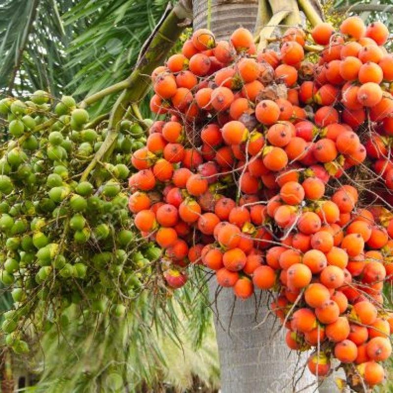 Areca Nut Premium