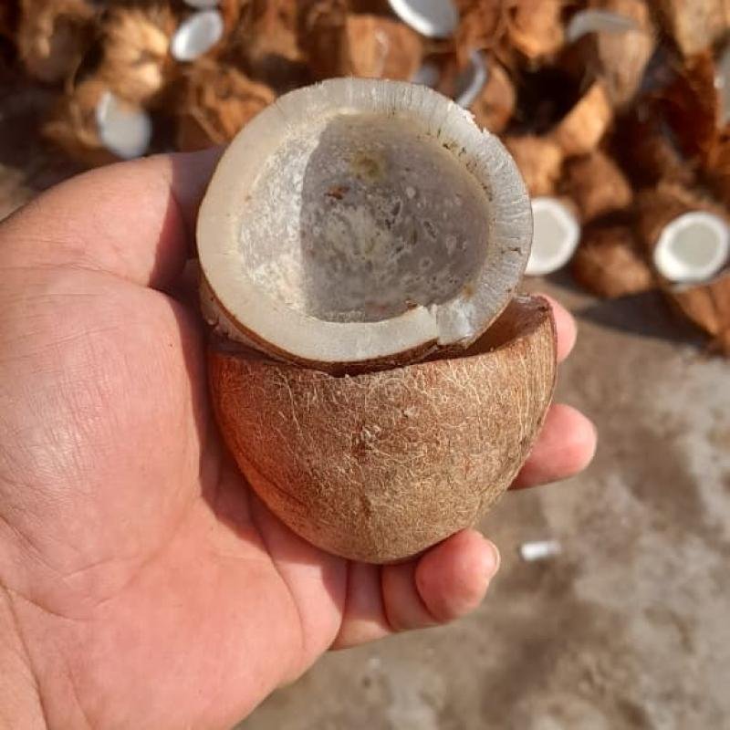 Copra Coconut Premium