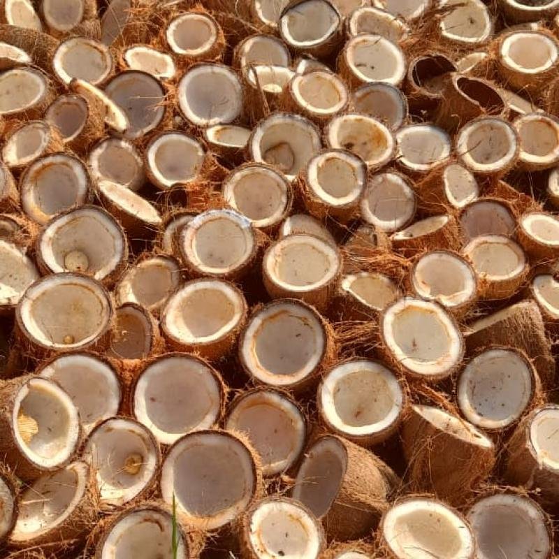 Copra Coconut Premium