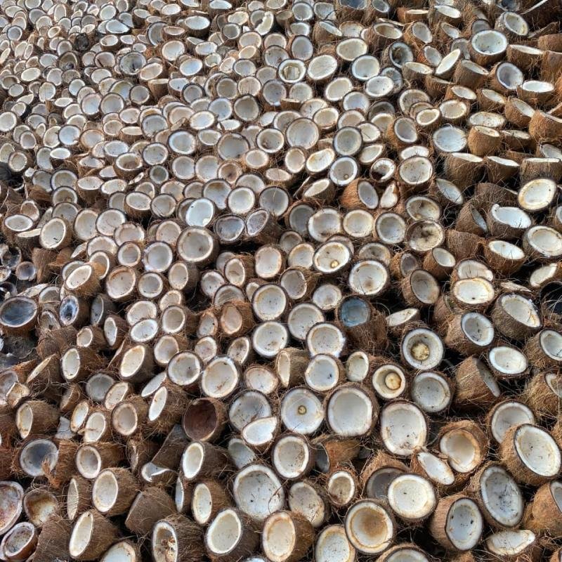 Copra Coconut Premium