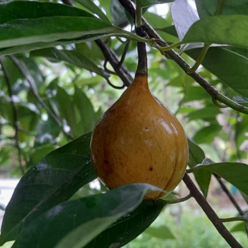 Nutmeg & Mace Premium