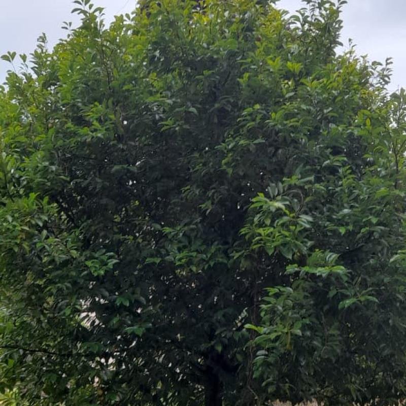 Nutmeg & Mace Premium