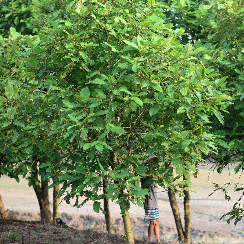 Kratom Premium Leaves