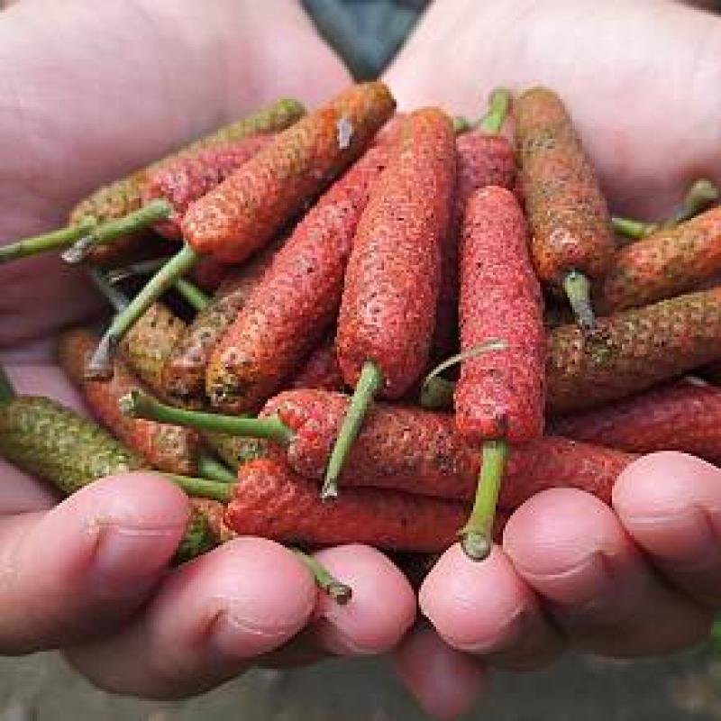 Javanese Long Pepper