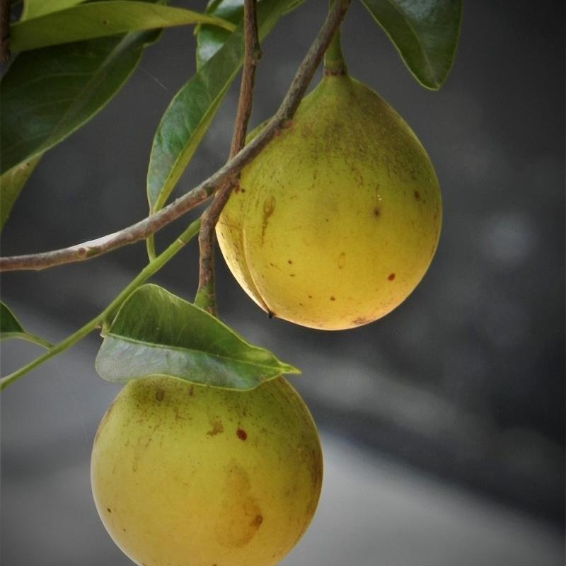 Nutmeg & Mace Premium