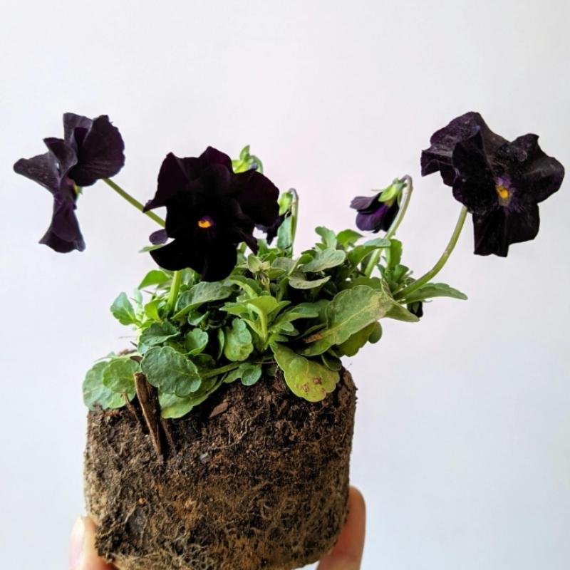 Cocopeat Block