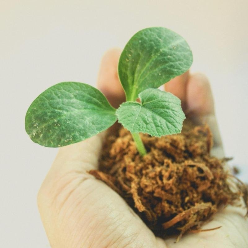 Cocopeat Block