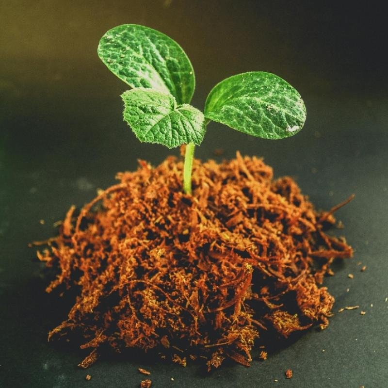 Cocopeat Block